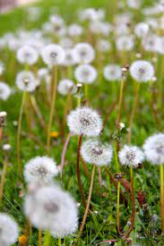 Day 71 Abundance Dandelion Flower Flower Aesthetic Dandelion Wish