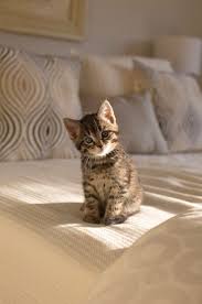 Fix Cat Litter For Good Littersolutionscat Cute Baby Cats Kittens Cutest Baby Cats