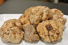 Fresh Oregon White Truffle Tuber Oregonese 1 Oz Truffle Dog Company