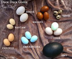 duck chicken quail emu and goose eggs are all pictured