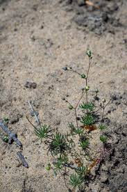 Image result for Spergula