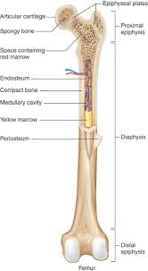 Layer of a long bone. Ch 7 Flashcards Chegg Com