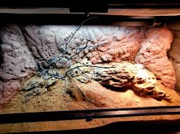 Image result for Terrarium Cling Background