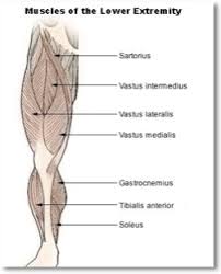 The thigh and upper leg muscles are a critical component to the overall musculoskeletal structure of the body. Quadriceps Thighs Upper Leg A Step Beyond Massage Therapy