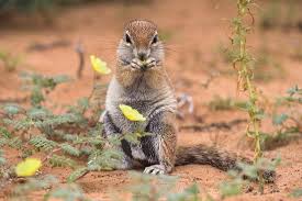 Image result for Tribulus zeyheri