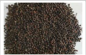 Image result for Piper guineense