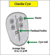 Stool Examination Part 1 Stool Analysis Stool For Ova