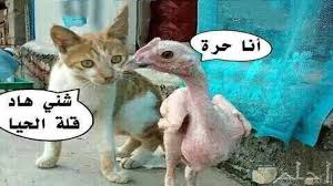 كلام مضحك عن البنات، انتشر كلام مضحكة عن البنات، والتي يقوم الكثير من الأشخاص بمشاركتها على صفحاتهم على الفيسبوك، حتى يحصلون على المزيد من الاهتمام على مواقع التواصل بين كلام مضحك عن البنات. Ø§Ø¬Ù…Ù„ Ø§Ù„ØµÙˆØ± Ø§Ù„Ù…Ø¶Ø­ÙƒØ© Ø¹Ù„Ù‰ Ø§Ù„Ø¨Ù†Ø§Øª
