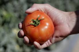 We supply soursop seeds,leaves and tomato seeds.please for inquiries kindly revert. Tomatoes Turnips Rule In Big Year For Veggie Gardening