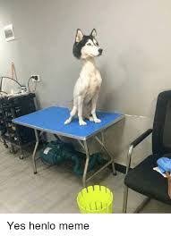The Henlo Meme Features An Animal That Is Looking Closely At A Computer Screen And Getting Cyber Bu Funny Animal Pictures Funny Animal Memes Cute Funny Animals