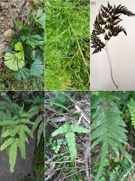 Image result for Pteridaceae