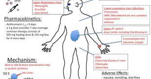 Macrolides Tusom Pharmwiki Pharmacology Nursing Pharmacology Pharmacology Mnemonics