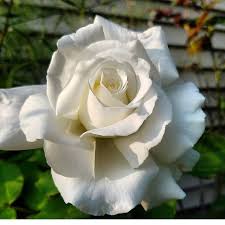 Rosé on the ground official premiere party on released (set a reminder). Nice Shot From Artabove Tattooreference Tattoo Rose Roseref Flowers Pretty Flowers Photography Hybrid Tea Roses Beautiful Rose Flowers