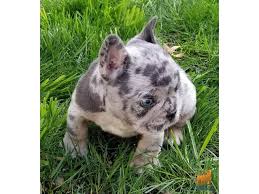 Hundreds of frenchies winter jackets, pjs, suits, shirts & dresses for choice. Exotic French Bulldog Available Dubai Dubai Classifieds