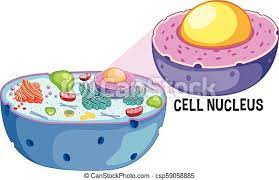 What is the structure of the nucleus in an animal cell. Animal Cell Nucleus On White Background Illustration Canstock