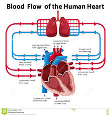 Studious Flow Chart Of The Heart 2019