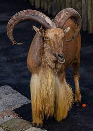 Fluffy The Angry Goat Goats Billy Goats Gruff Animals