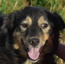 Use the nationwide database of dogs looking for good homes below! Romanian Rescue Appeal Small Dogs For Adoption Photos Facebook