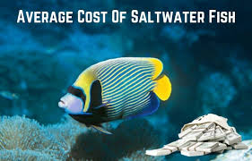 Check spelling or type a new query. Average Cost Of Saltwater Fish With Examples Salt Tank Report