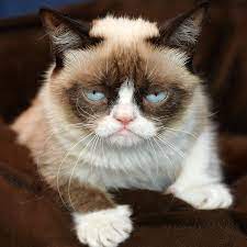 Grumpy Cat Em Quadrinhos Jornal Joca