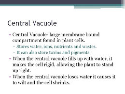 We did not find results for: Cells Bell Ringer 1 What Did Robert Hooke