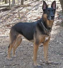 German Shepherd Doberman Mix The Doberman Shepherd Doberman Shepherd Doberman Mix Doberman Pinscher