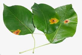 General comment on herbal safety. Tree Rusts Rhs Gardening