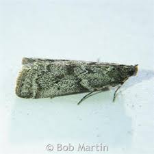 Image result for Pyla fusca