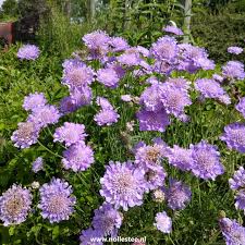 Image result for Scabiosa col.`Butterfly Blue`
