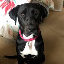 Welcome to petlife international ltd. No People Are Not Returning Pandemic Dogs In Droves The New York Times