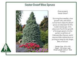 Picea pungens is an evergreen tree that can grow up to 20.00 metres tall. Picea Pungens Sester Dwarf Iseli Nursery
