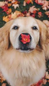 Dogs Wallpaper Dogs In 2020 Cute Dog Wallpaper Fall Dog Pictures Fall Dog Photos