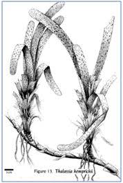 Image result for Thalassia hemprichii