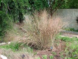 Image result for Panicum infestum