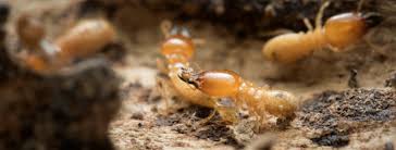 Having regular pest inspections as well as practical pest management plans will protect your buildings manila including quezon city is prone to termites, and they can easily destroy your home or cause thousands of pesos worth of damage to your commercial. Triple A Pest Terminator Pest Control Quezon City Manila Philippines