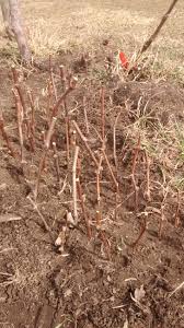Image result for grapevine cuttings