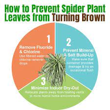How To Stop Spider Plant Leaves From Turning Brown 3 Easy Ways Spider Plants Plant Leaves Turning Brown Plants