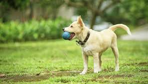 You want the dog itching to get their mouth around the frisbee at all times. How To Teach Your Dog To Catch Puppy Leaks