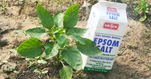 Sprinkle one gallon of water with a spoonful of epsom salt and epsom salts for plants. Uses For Epsom Salt In The Garden