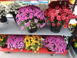 Maybe you would like to learn more about one of these? Lowe S 1 00 Mums Ship Saves