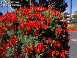 Image result for Lotus berthelotii