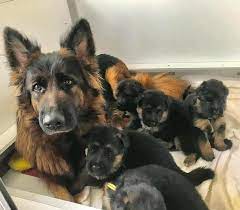 $1,200 (bal > rosedale) pic hide this posting restore restore this posting. German Shepherd Puppies For Sale In Irelannd Home Facebook