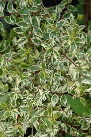 We did not find results for: Twist Of Lime Glossy Abelia Abelia X Grandiflora Hopley S At Oakland Nurseries Inc Front Landscaping Plants Landscaping Plants