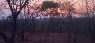 Image result for Philenoptera bussei