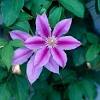 The leaves are 2.5 long, not including the petioles and the flowers are i grow it anyhow. Https Encrypted Tbn0 Gstatic Com Images Q Tbn And9gctqmlecqj Ewvatnzyzhd8nhxxyll7fuey9kefo7ubfkhjocdm2 Usqp Cau