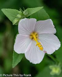 Image result for Kosteletzkya grantii