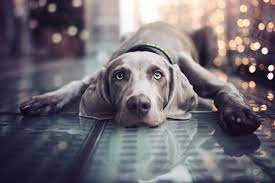 Be sure to pick a suitable brush for your shedding labrador. 15 Short Haired Dogs Dogs Breeds With Short Hair