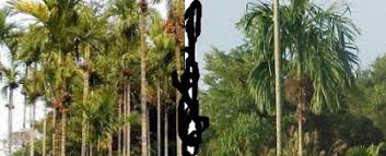 Watch online free coco in english with english subtitles in full hd quality. Anim Agro Technology Jenis Jenis Pokok Pinang