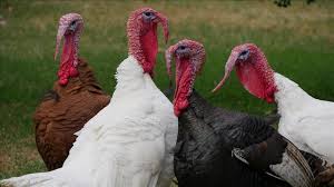 In keeping with holiday tradition, president trump held an event at the white house pardoning the national thanksgiving turkey. Thanksgiving Turkey Bird With Confused Origin