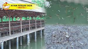 Bagi anda yang tertarik pada ayam petelur, anda masih memiliki peluang pasar yang bagus untuk memulai bisnis di daerah ini. Timelapse Doc Ayam Petelur Pullet 0 Hari 70 Hari Strain Hyline Brown Youtube